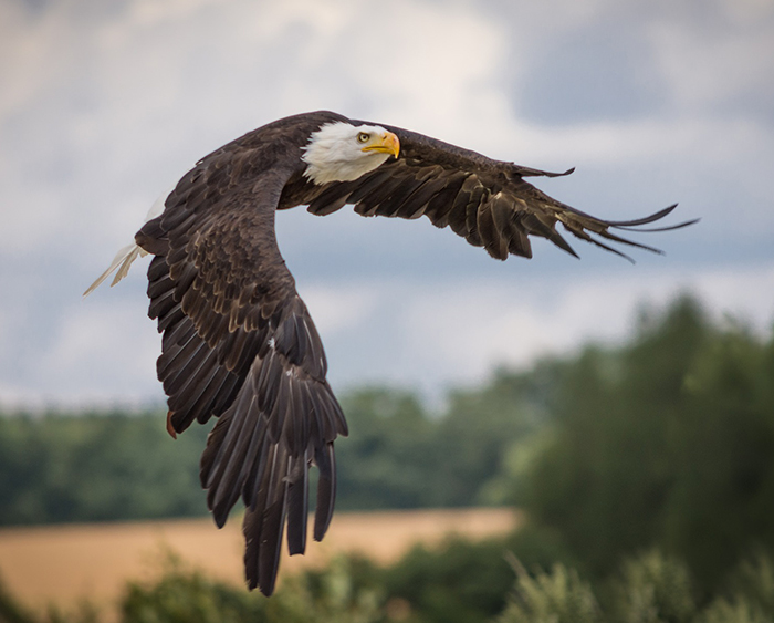 aigle