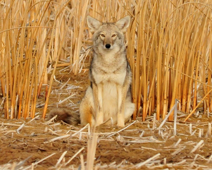 coyote