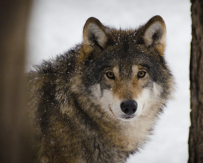 loup