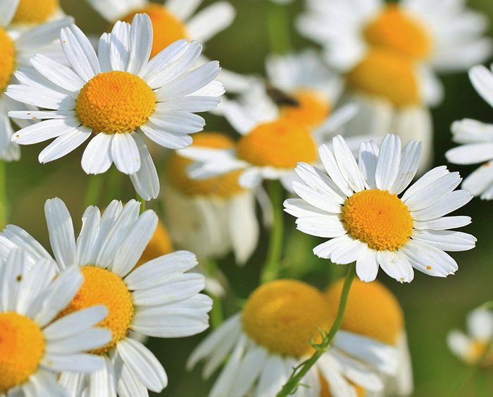 plantes-medicinales